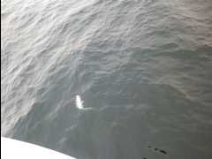 Cod Fishing38